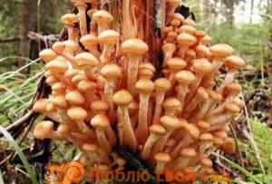 Che aspetto hanno i funghi chiodini commestibili e non commestibili, come distinguere i funghi velenosi e i falsi funghi chiodini da quelli veri - varietà di funghi chiodini: descrizione, foto con nomi