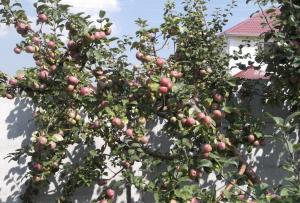When to Harvest Apples